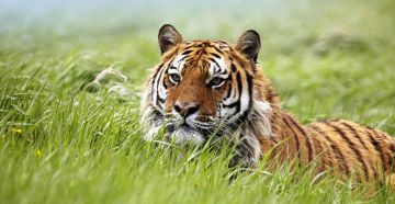 Family Getaway 5 Days Munnar, Thekkady, Back To Home with Alleppey Trip Package by MyTripVacationsCom