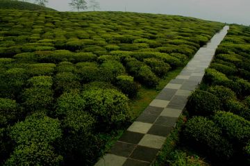 Heart-warming 6 Days Darjeeling to Gangtok Trip Package