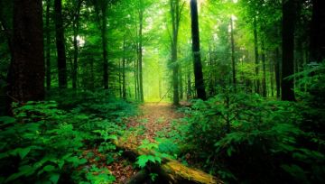 Beautiful 3 Days Coorg with Bangalore Trip Package