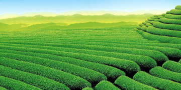 Heart-warming 4 Days Ranikhet - Delhi Drop 250 Kms Approx to Nainital -ranikhet55km Approx Holiday Package