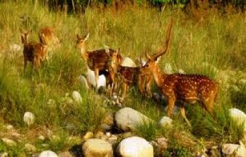 Magical 2 Days Jim Corbett Tour Package