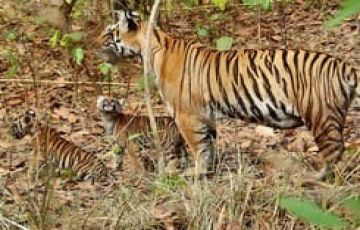 Experience 4 Days 3 Nights Tadoba with Nagpur Tour Package