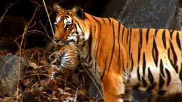 4 Days Nagpur to Tadoba Vacation Package