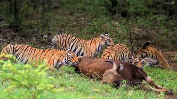 Experience 4 Days Nagpur to Tadoba Vacation Package