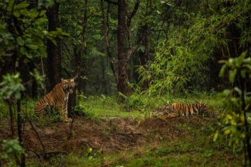 Pleasurable 4 Days Nagpur and Tadoba Trip Package