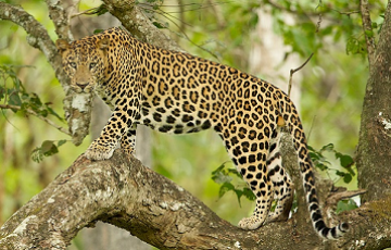 Pleasurable 4 Days 3 Nights Tadoba Tour Package