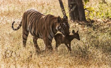 Pleasurable 4 Days 3 Nights Tadoba Tour Package