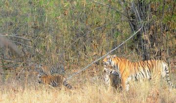 Best 4 Days Nagpur and Tadoba Trip Package