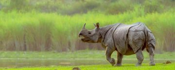 Experience 7 Days 6 Nights Shillong, Cherrapunjee, Guwahati and Kaziranga Tour Package