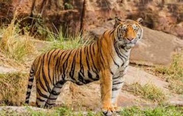 Pleasurable 3 Days 2 Nights Tadoba with Nagpur Vacation Package
