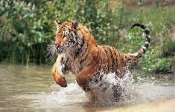 Pleasurable 3 Days 2 Nights Tadoba with Nagpur Vacation Package