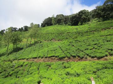 8 Days Trivandrum to Munnar Tour Package