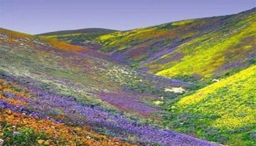 Memorable 6 Days 5 Nights Gangtok, Tsongmo Lake, Lachung and Bagdo Vacation Package