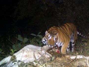 Best Tadoba Tour Package for 3 Days from Nagpur