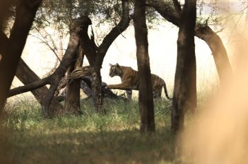 Best Tadoba Tour Package for 3 Days from Nagpur