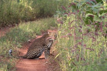 Best Tadoba Tour Package for 3 Days from Nagpur