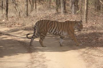 Best Tadoba Tour Package for 3 Days from Nagpur