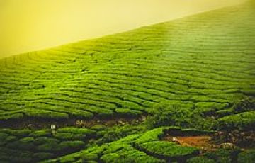 Ecstatic 4 Days Munnar, Alleppey with Cochin Tour Package