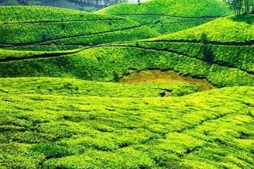 Cochin, Munnar with Alleppey Tour Package for 4 Days