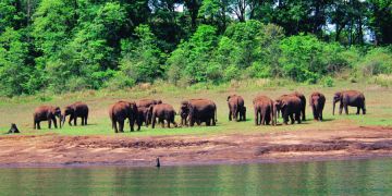 Magical 7 Days 6 Nights Cochin, Munnar, Thekkady with Kovalam Trip Package