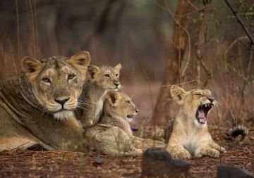 Memorable 2 Days Sasan Gir Trip Package