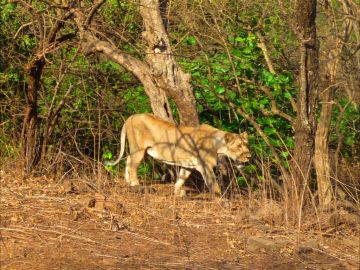 Memorable 2 Days 1 Night Ahmdabad and Bhavnagar Holiday Package