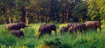 Family Getaway New Jalpaiguri Tour Package for 4 Days from New Jalpaiguri  Bagdogra Airport