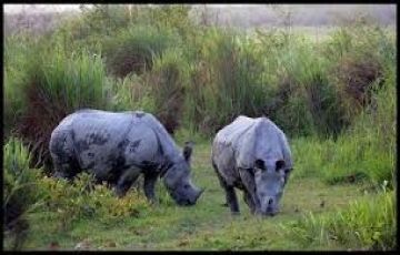 Family Getaway New Jalpaiguri Tour Package for 4 Days from New Jalpaiguri  Bagdogra Airport