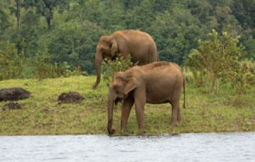 Heart-warming Munnar Tour Package from Trivandrum