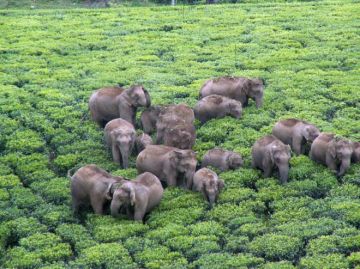 Beautiful 3 Days Cochin, Jungle Safari Drive Elephant Lake Malakkappara Valparai with Valparai Coimbatore Vacation Package
