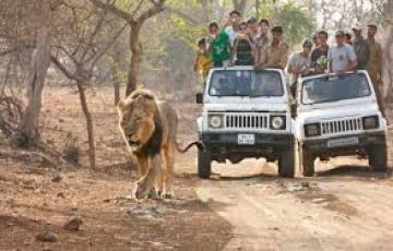 Memorable 3 Days Gir with Ahmedabad Trip Package