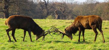 Experience 5 Days 4 Nights Kandy, Nuwara-eliya, Bentota with Negombo Vacation Package