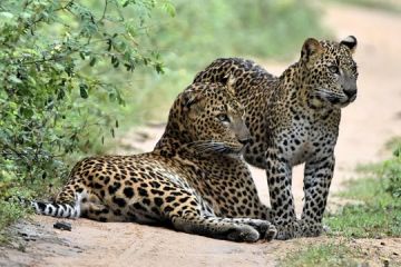 Amazing 7 Days Negombo to Yala Holiday Package