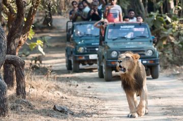 Heart-warming Sasan Gir Tour Package from Ahmedabad