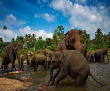 5 Days 4 Nights Airport to Colombo Holiday Package