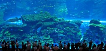 Amazing Dubai Tour Package for 6 Days 5 Nights by Shivay Travels And Services