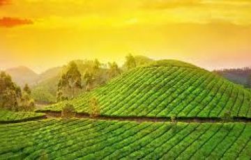 Ecstatic 3 Days Kochi to Munnar Holiday Package