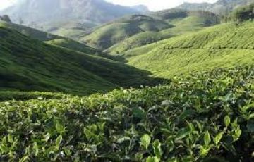 Ecstatic 3 Days Kochi to Munnar Holiday Package