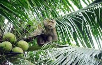 Magical 6 Days Koh Samui and Bangkok Vacation Package