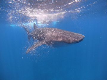 Beautiful Male Tour Package for 4 Days