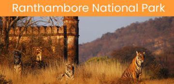 Amazing 3 Days 2 Nights Ranthambore Tour Package