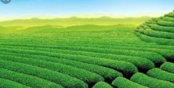 Pleasurable Alleppey Tour Package for 5 Days from Kochi