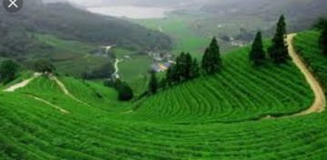 Ecstatic 4 Days 3 Nights Munnar, Alleppey with Kochi Holiday Package