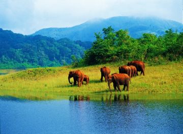 Pleasurable 9 Days 8 Nights Munnar Vacation Package