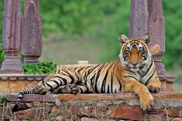 Experience Ranthambore Tour Package from Jaipur
