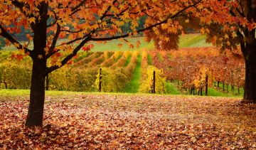 Experience 10 Days Adelaide, Melbourne with Sydney Tour Package