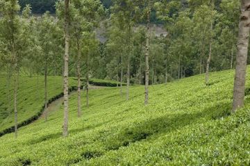 3 Days 2 Nights Munnar Trip Package