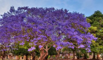 Brisbane Tour Package for 10 Days 9 Nights