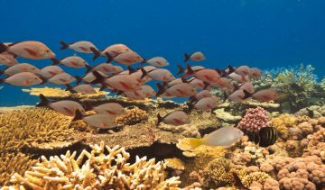 Brisbane Tour Package for 10 Days 9 Nights