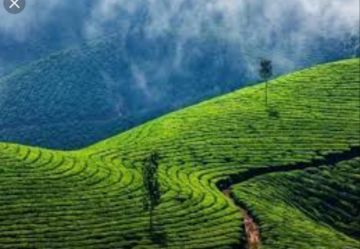 Experience 6 Days 5 Nights Munnar, Alleppey with Marari Beach Vacation Package